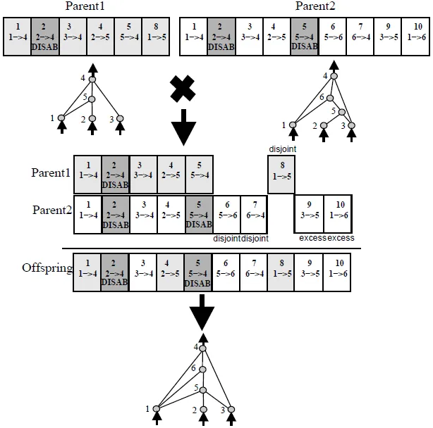 crossover with different topologies in NEAT