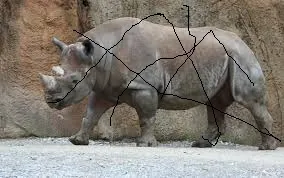 rhino1_streak.jpg
