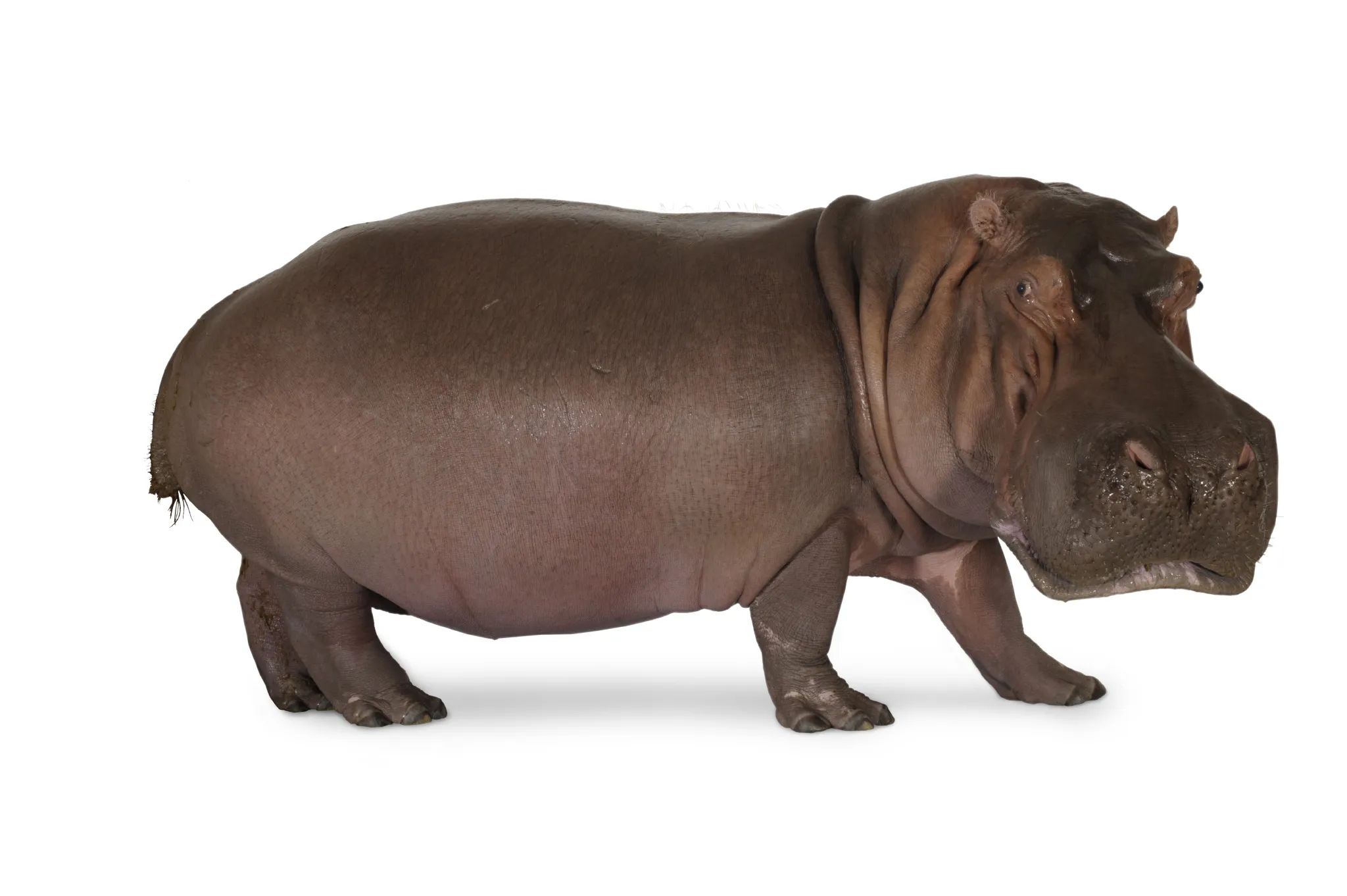 hippo2_clean.jpg