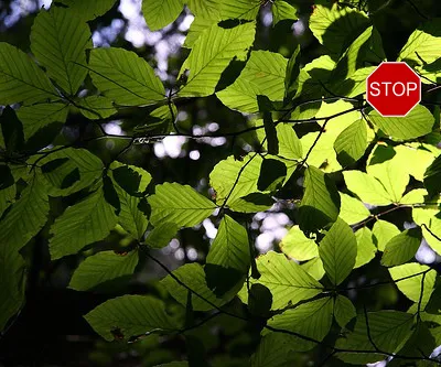 Stop on leaves