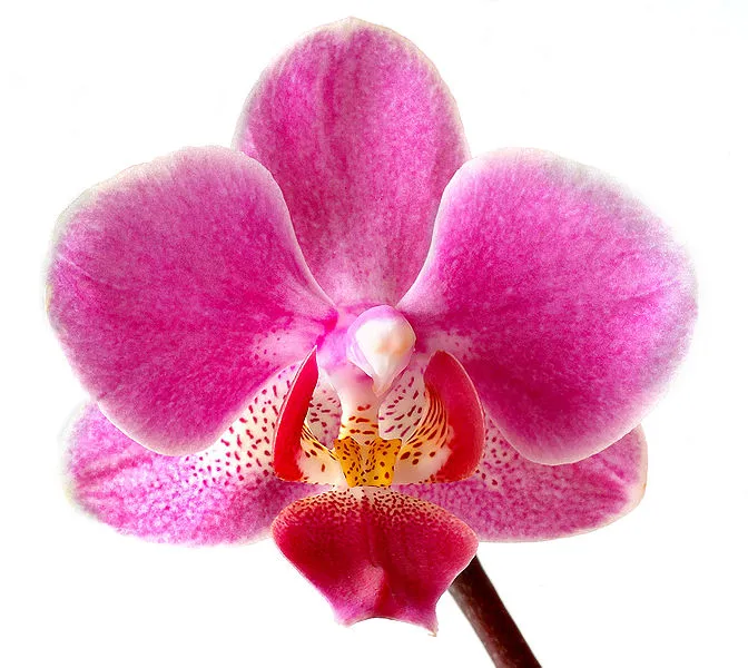 Phalaenopsis_(aka)