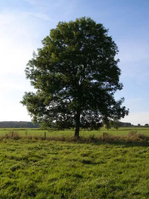 Original photo of a tree (from Wikipedia "Tree" article)