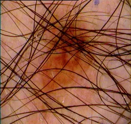 网站上的输入图像