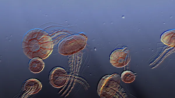 Rad Jellyfish